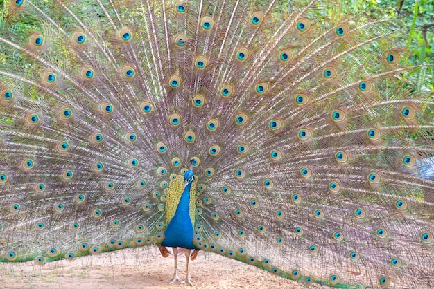 Pavo real, hermoso pavo real luciendo sus colores y todos los detalles de la naturaleza. luz natural, enfoque selectivo.