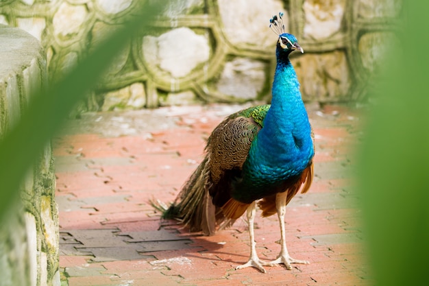 Pavo real indio (azul) o pavo real (Pavo cristatus).