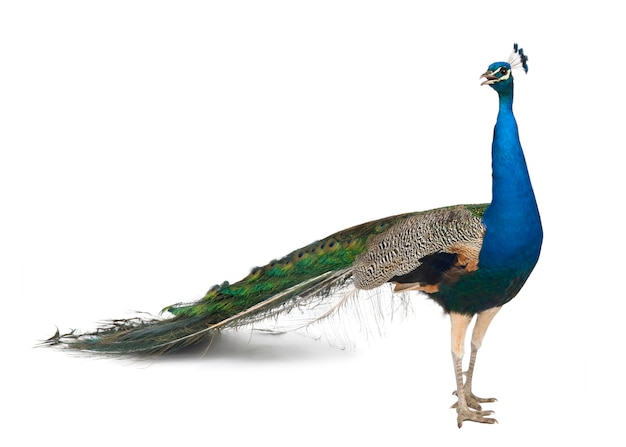 Pavo real indio macho