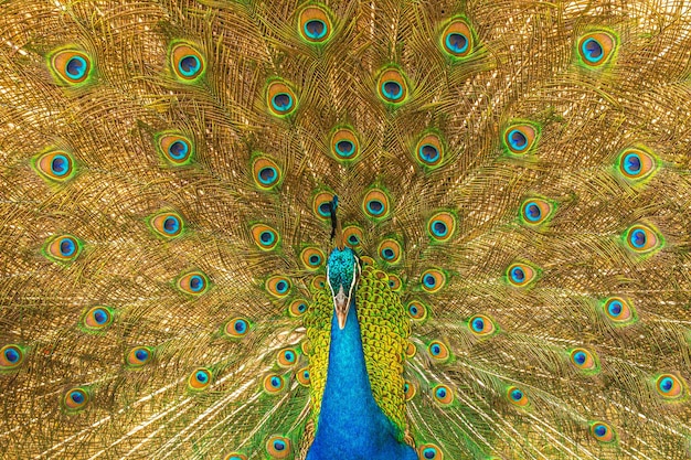 El pavo real indio o el macho de pavo real indio extiende las alas y extiende las plumas de la cola en todo su esplendor para atraer a la hembra