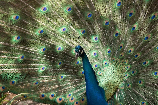 pavo real indio