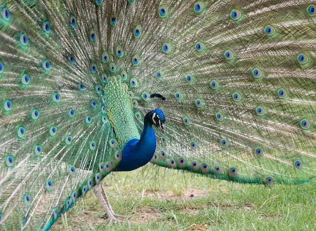 Pavo real en el jardín