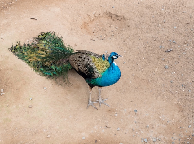 Pavo real macho joven con la larga cola de plumas.