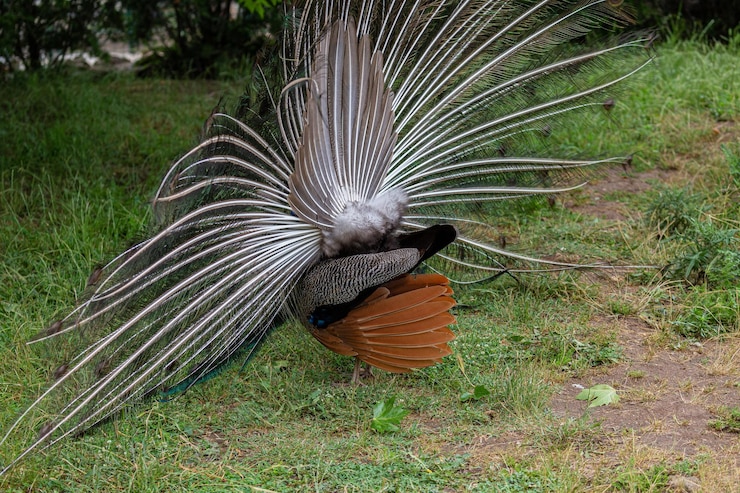 Foto el pavo real macho en un primer plano en el patio