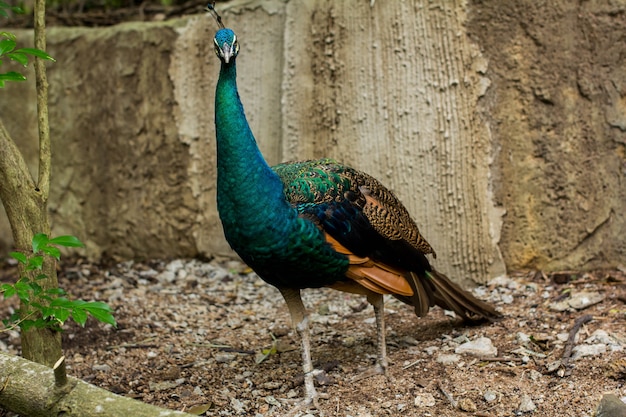 pavo real macho