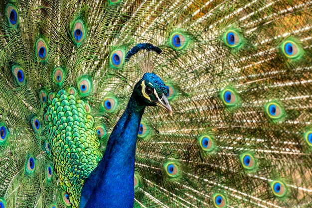 Pavo real mostrando sus coloridas plumas.