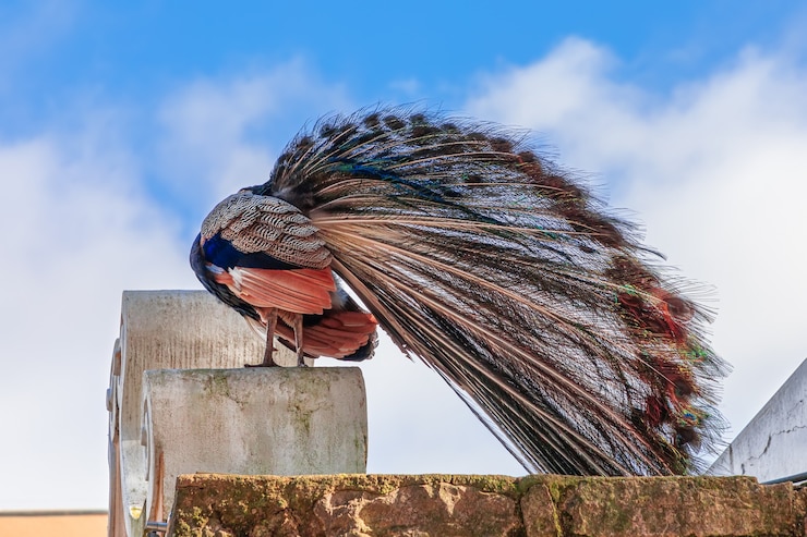 Foto pavo real en la muralla del castillo de san jorge (castelo de sãƒâ £ o jorge)
