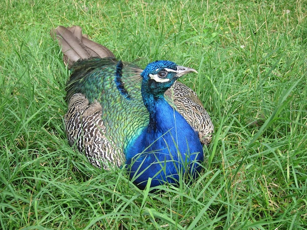 Pavo real en un parque