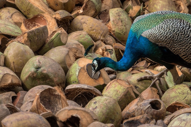 Pavo real Pavo real salvaje indio