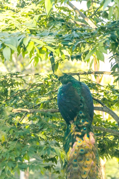 El pavo real de pie en el árbol