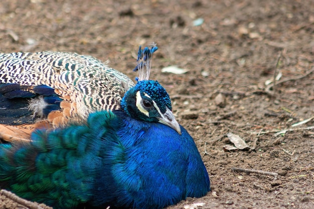 Pavo real posado en el suelo Pavo cristatus