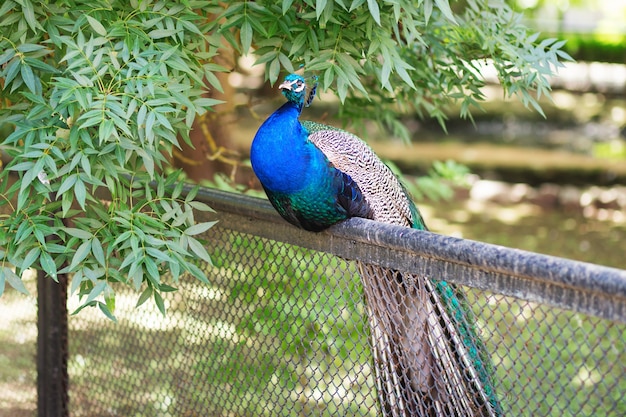 Pavo real salvaje indio en el cerco