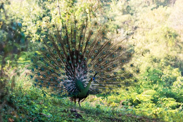 Pavo real salvaje que muestra las plumas, fondo hermoso del pájaro en bosque.