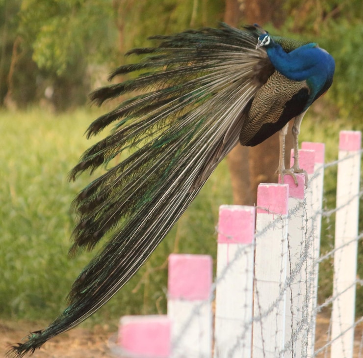 Foto el pavo real sentado en la valla