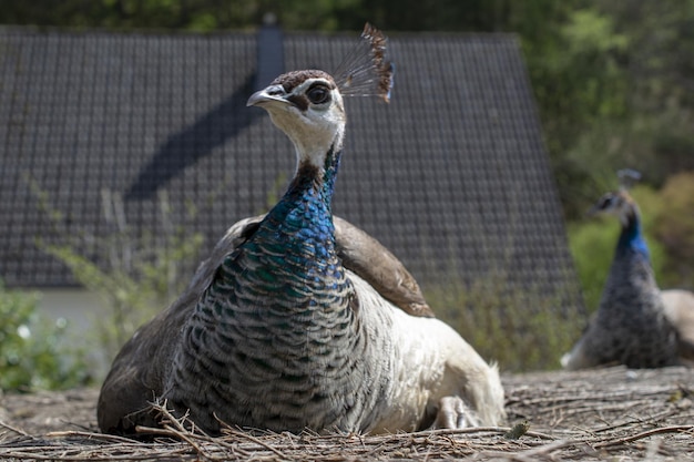 Un pavo real se sienta en el suelo con una casa al fondo.