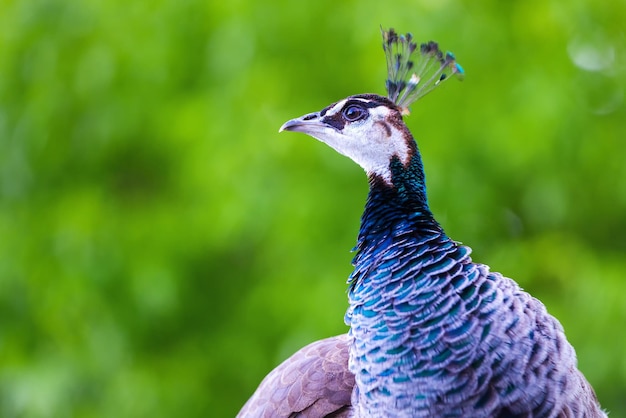 Pavo real sobre fondo natural