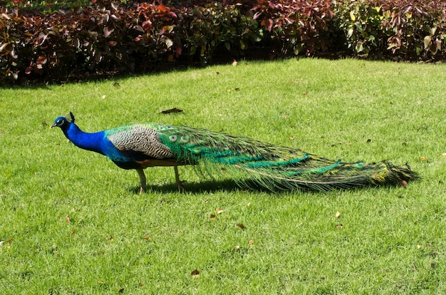 Pavo real sobre un fondo verde