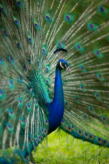 Pavo real verde y azul con plumas abiertas