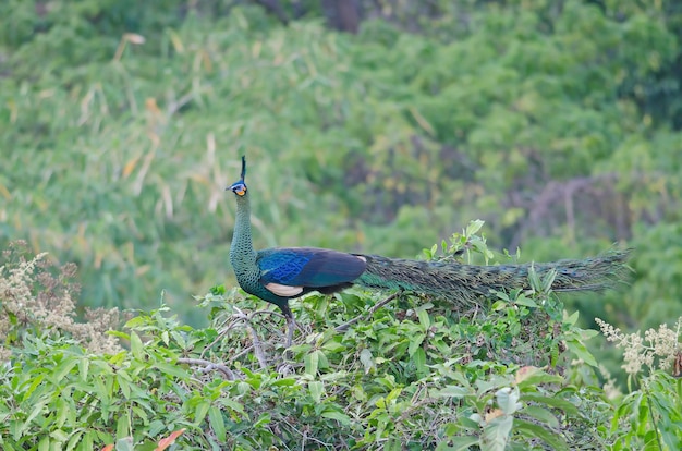 Pavo real verde, pavo real en la naturaleza