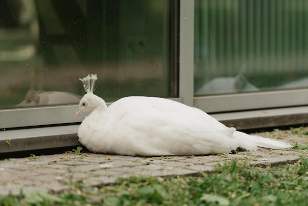 Un pavo real yace sobre la hierba al mediodía.