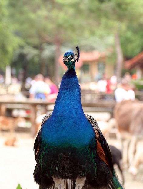 pavo real en el zoológico