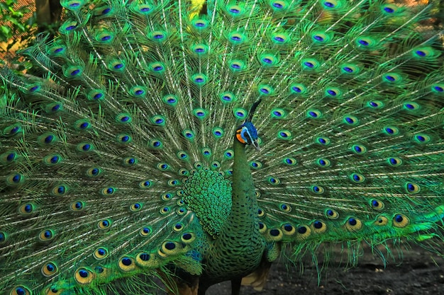 pavo real