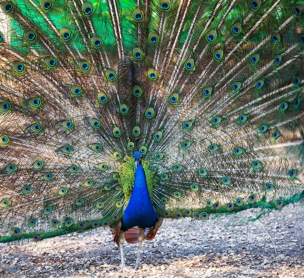 Pavo real