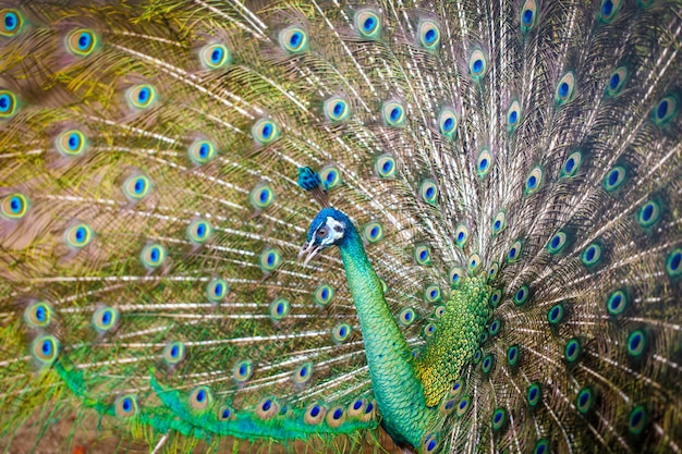 pavo real