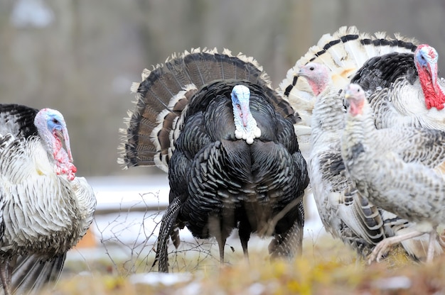 Pavo real