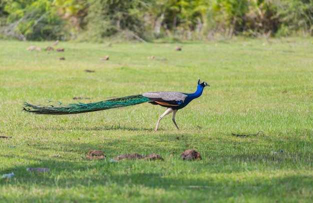 Pavo real