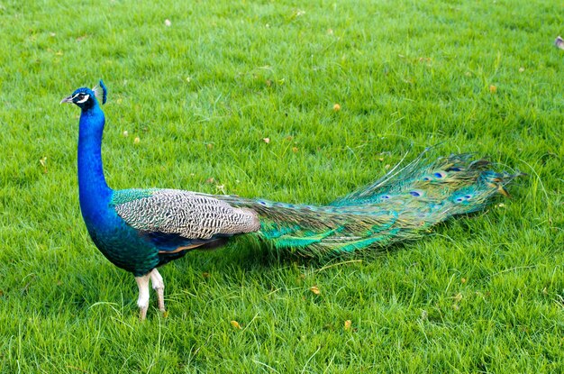 Pavo real