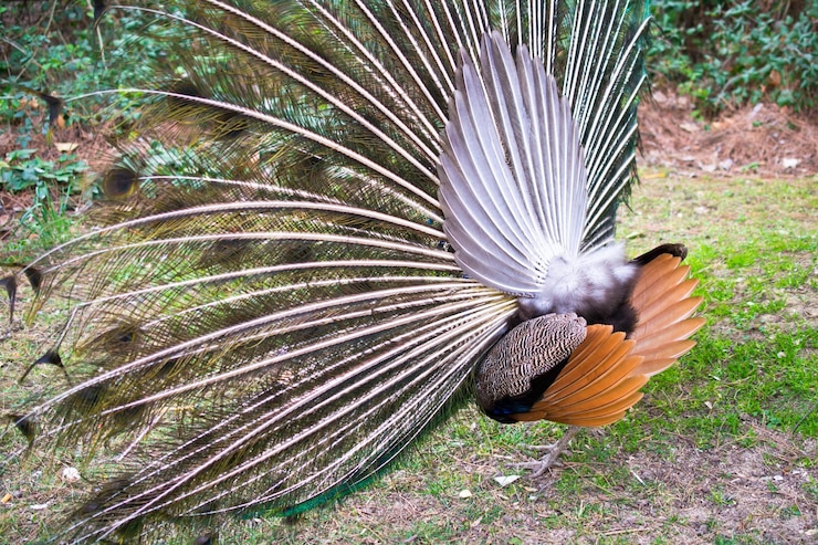 Foto pavo realzado en el campo