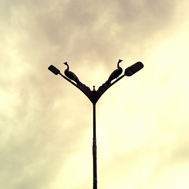 Foto pavões na luz da rua contra o céu