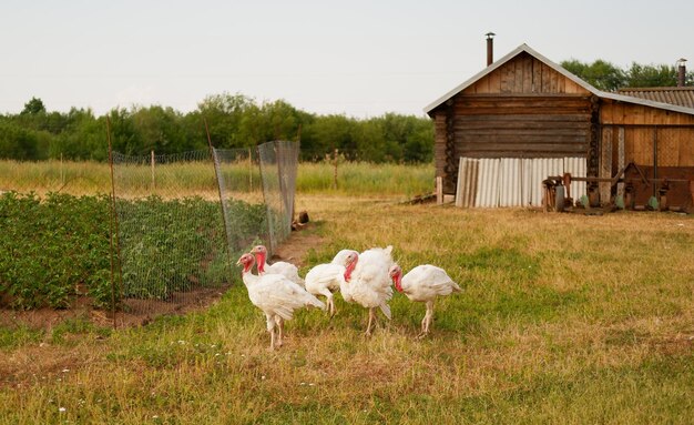 Los pavos blancos pastan en la hierba de la granja en verano