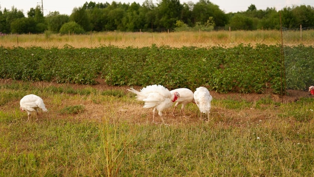 Los pavos blancos pastan en la hierba de la granja en verano