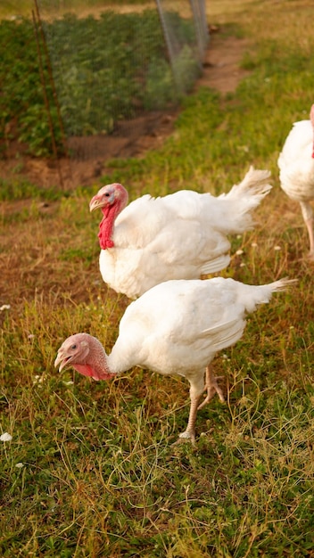 Los pavos blancos pastan en la hierba de la granja en verano