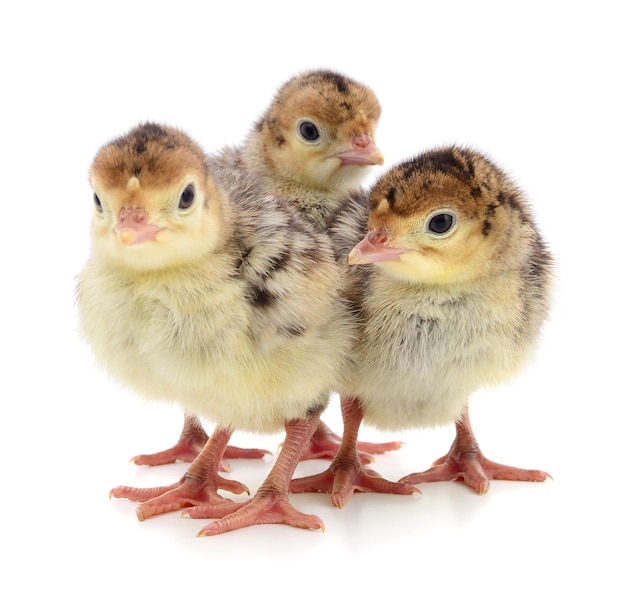 Pavos de pollo aislado sobre un fondo blanco.