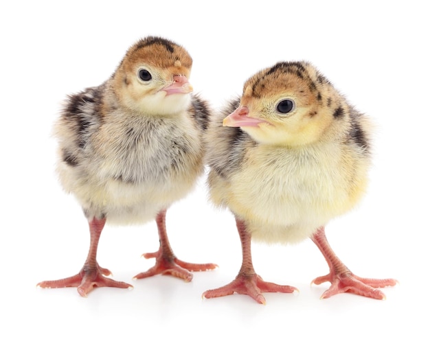 Pavos de pollo aislado sobre un fondo blanco.