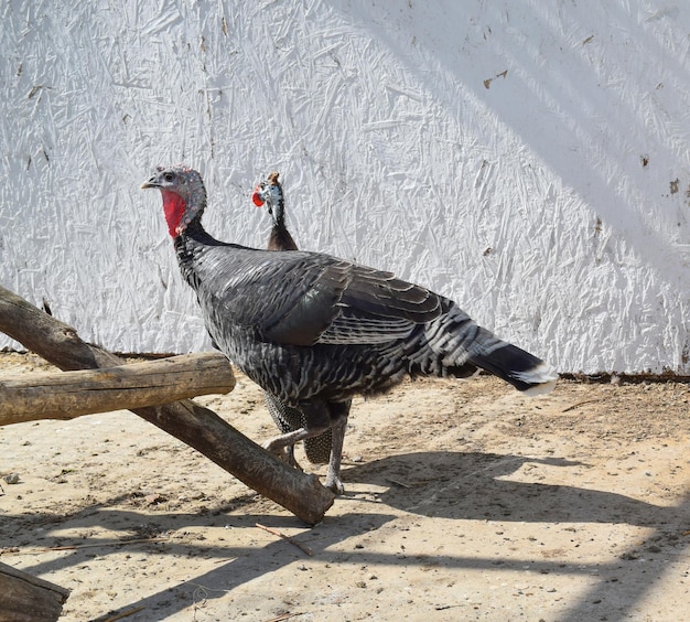 pavos y pollos en el corral vida casa casa