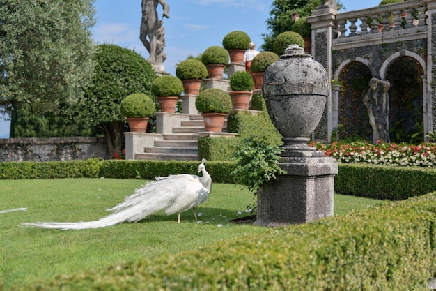 Pavos reales blancos y estatuas barrocas Lago Maggiore Stresa Italia
