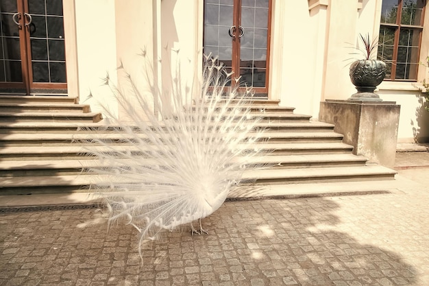 Los pavos reales blancos tienen plumas de cola extendidas