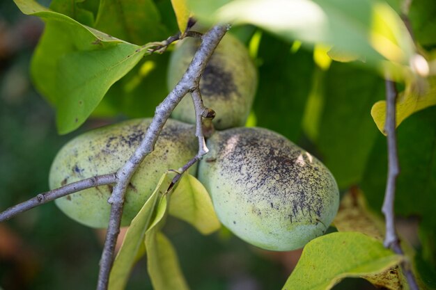 Foto paw paw fruta madurando en un árbol