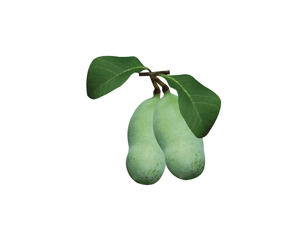 Pawpaw-Früchte haben einen süßen, creme-ähnlichen Geschmack, der der Banane, der Mango und der Melone ähnelt