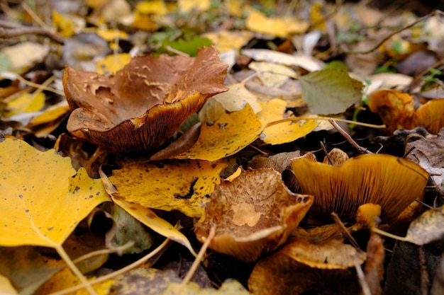 Foto paxillus involutus brown rollrim cogumelo veneno de fungo