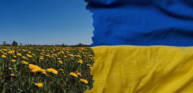 Foto paz e tranquilidade mundiais o conceito de patriotismo da pátria é a bandeira da ucrânia e o campo de leão amarelo no dia quente e ensolarado de verão campo agrícola de flores