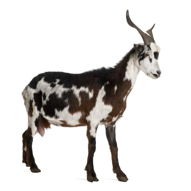 Foto pé de cabra rove fêmea