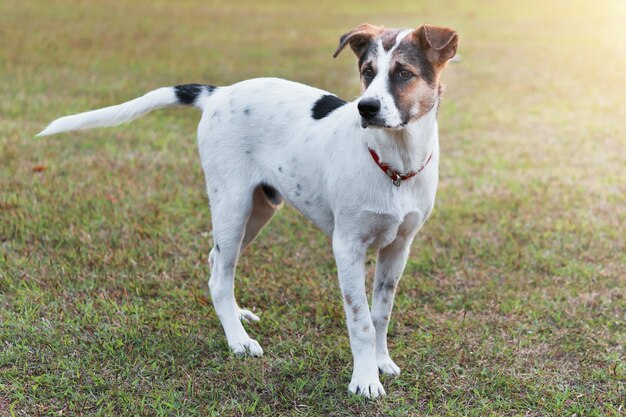 Pé de cachorro fofo na grama do campo