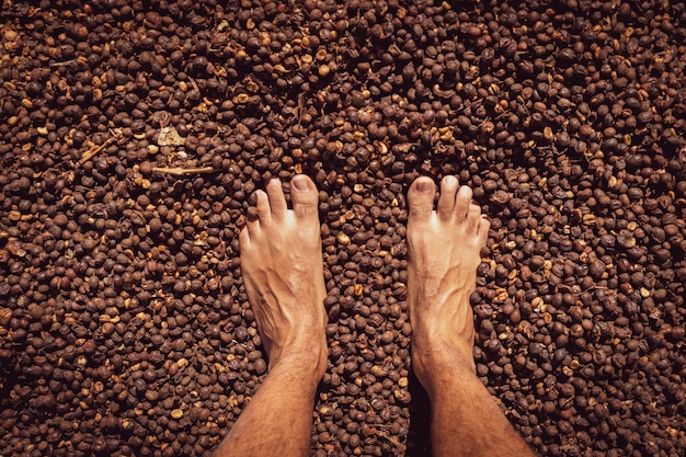 Pé masculino em semente de café seco, imagem de fazenda conceitual