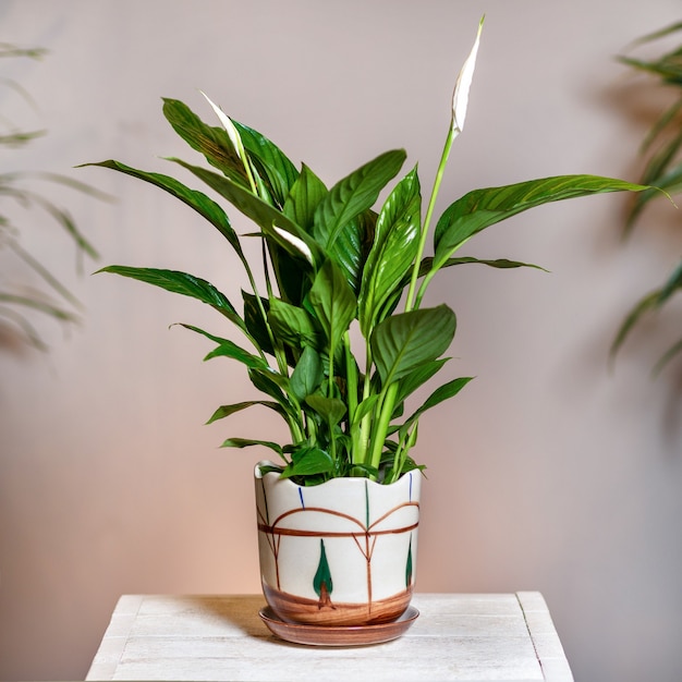 Peace Lily Spathiphyllum em um vaso pintado à mão