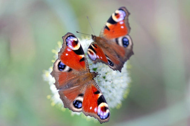 Peacock butterfliels Aglais io sentada sobre una flor